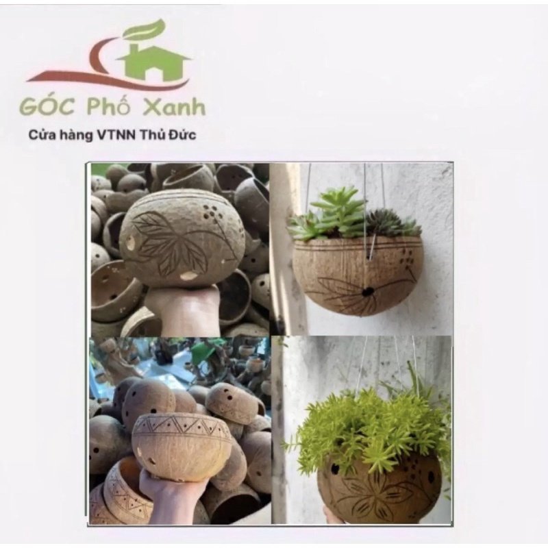 Gáo dừa trồng cây cảnh, trồng lan
