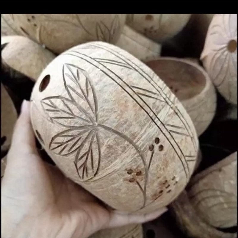 Gáo dừa trồng cây cảnh, trồng lan 3
