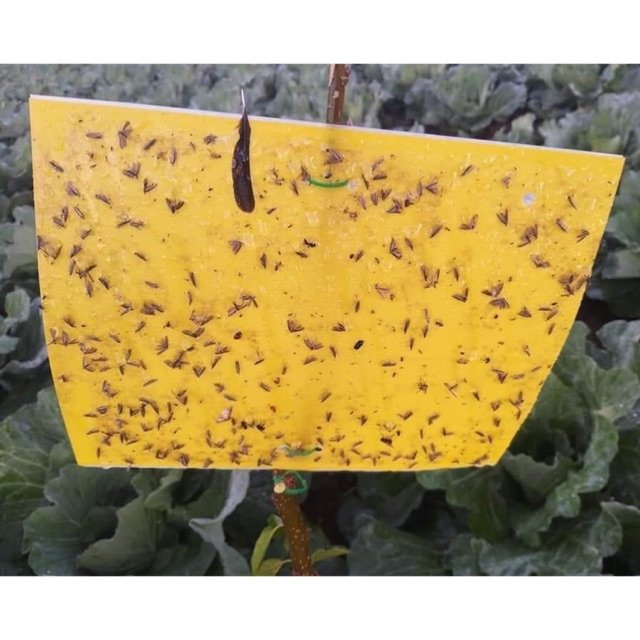 Combo 2 miếng dính côn trùng 2 mặt.
