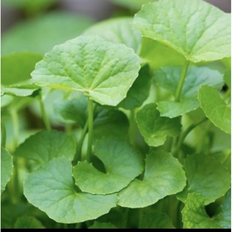 Hạt giống rau má lá nhỏ gói 1gram 2