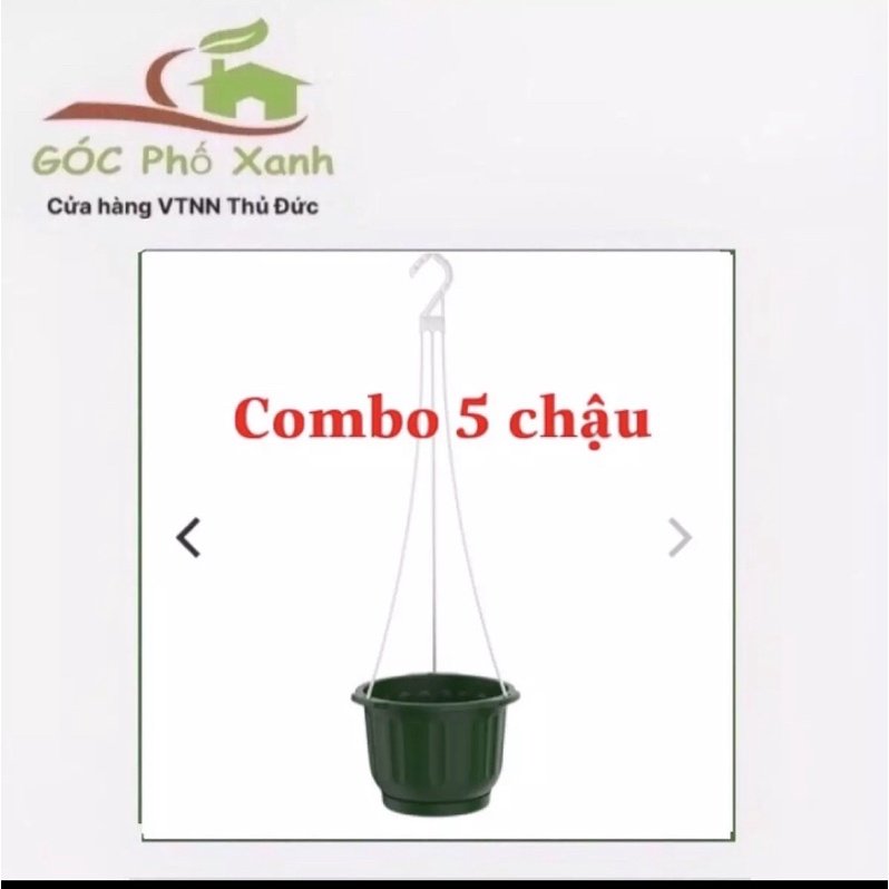 Combo 5 chậu treo trồng hoa size 22cm 2