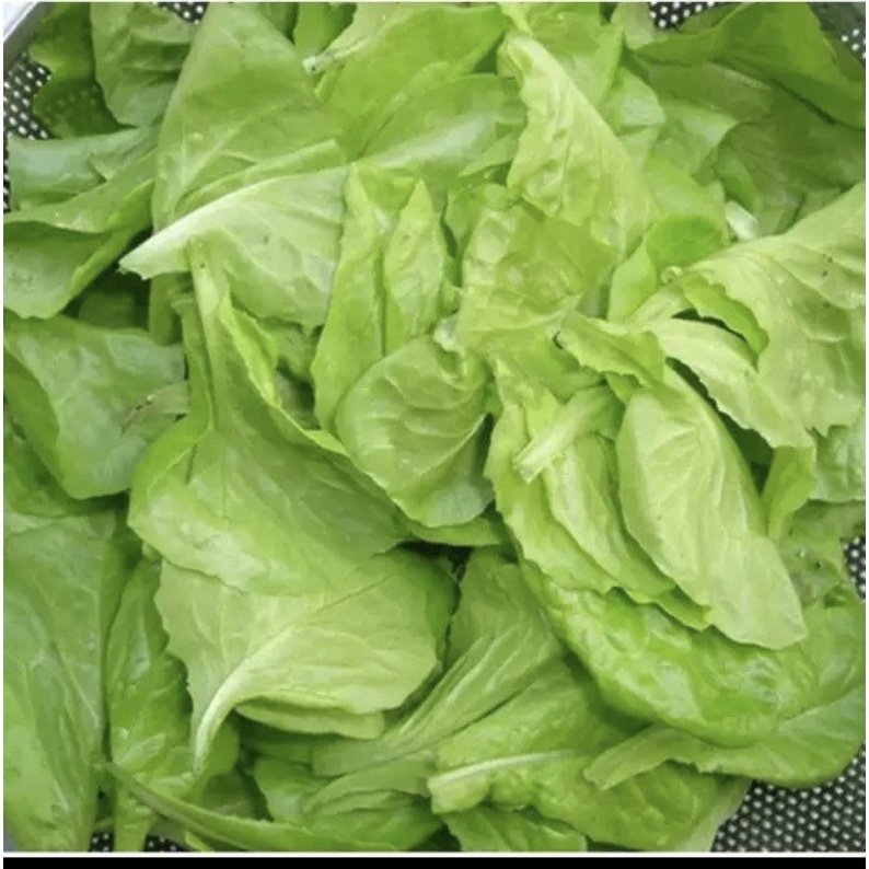 Hạt giống xà lách mỡ Rạng Đông 2