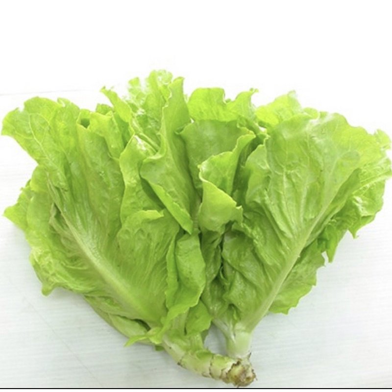 Hạt giống xà lách mỡ Rạng Đông