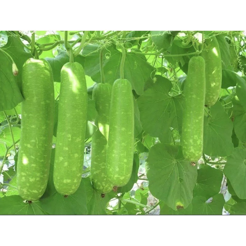 Hạt giống bầu sao 2