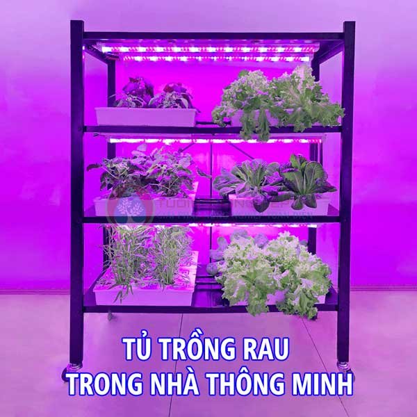 Tủ trồng rau trong nhà thông minh không cần ánh sáng mặt trời
