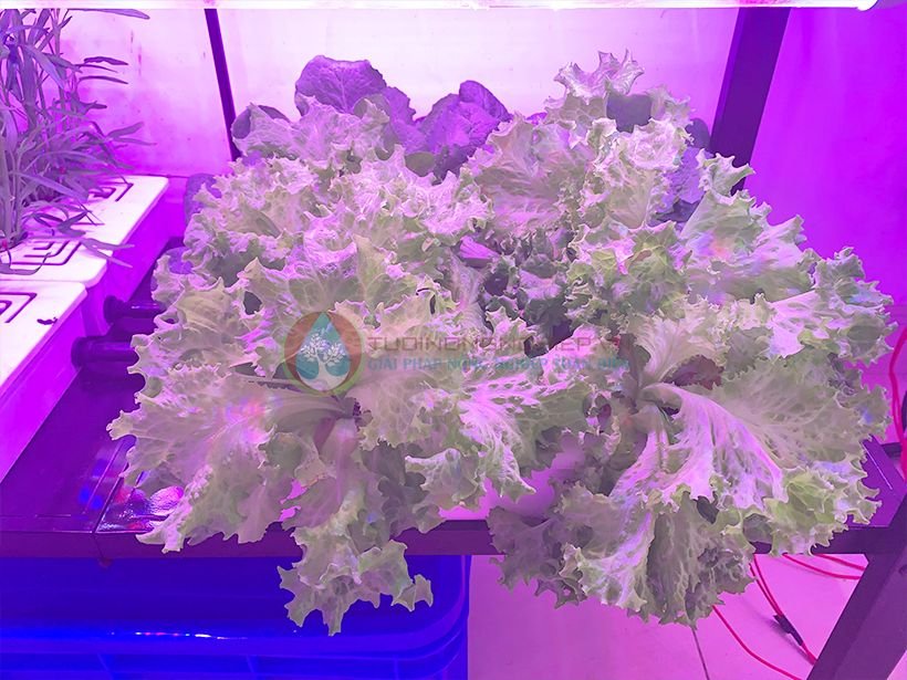 Tủ trồng rau trong nhà thông minh không cần ánh sáng mặt trời 3