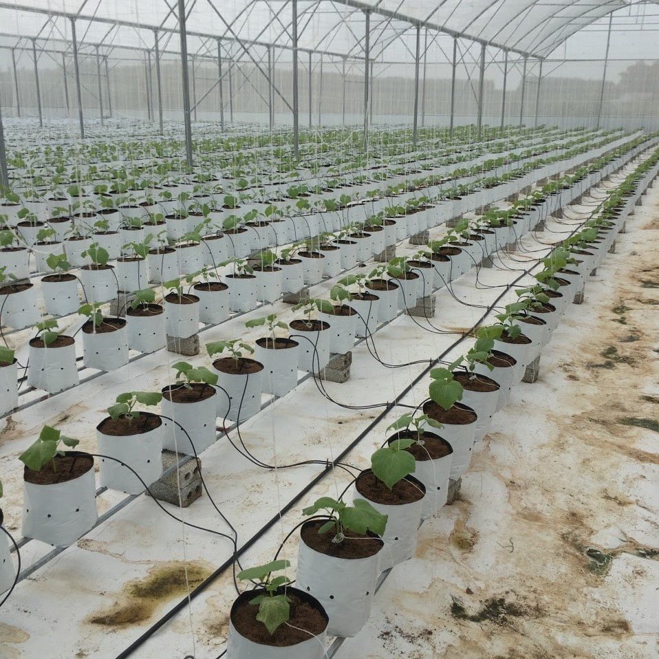 Đầu chia nhánh cho nhỏ giọt mũi tên (10 cái/gói) 3