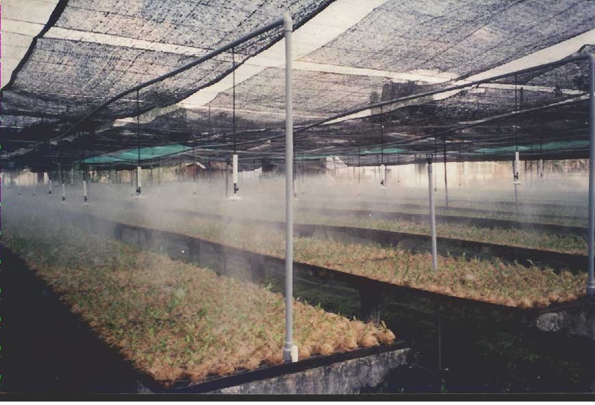 Vòi tưới phun sương Coolnet 2 miệng phun (5 cái/gói) 2