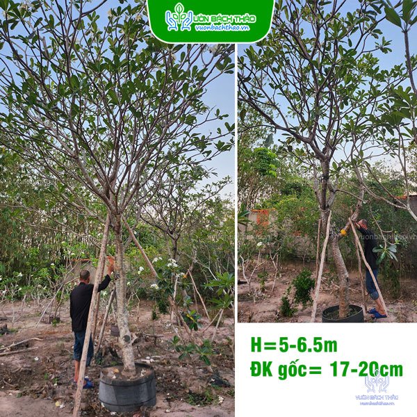 Cây Sứ Đại Hoa Trắng 2