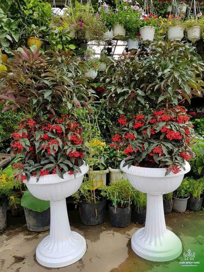 Cây Kim Ngân Lượng 3