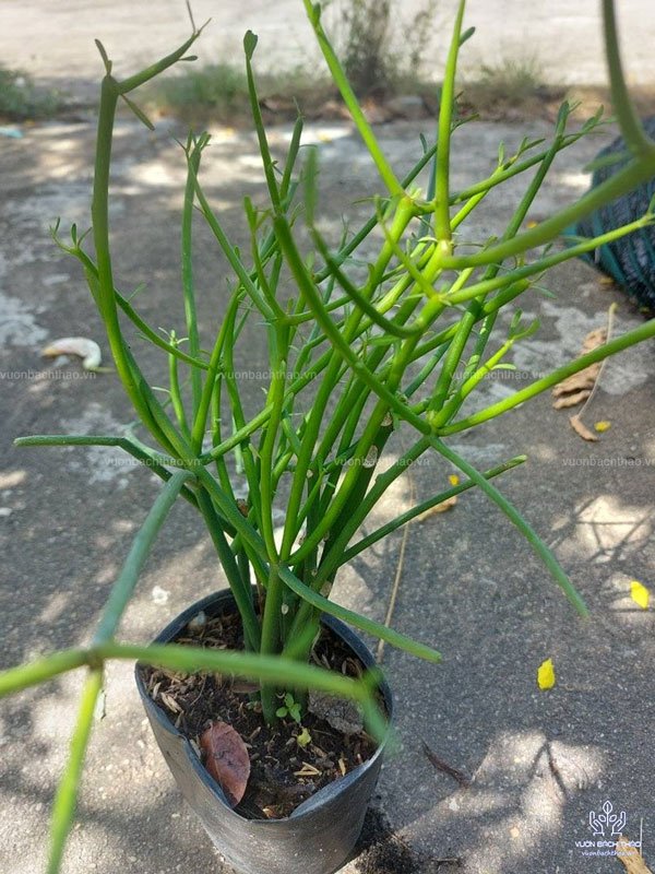 Cây Giao (Cây Xương Cá) 2