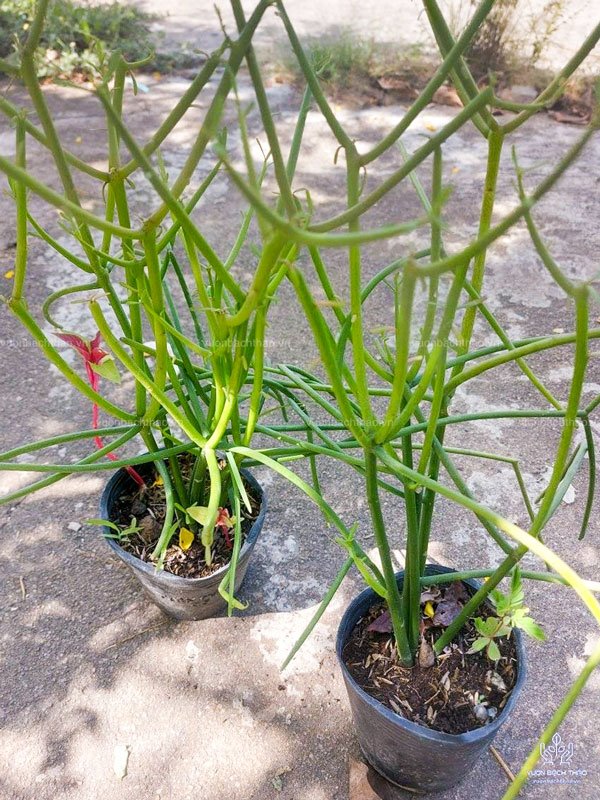 Cây Giao (Cây Xương Cá) 3