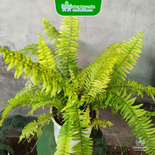 Cây Dương Xỉ Mỹ (Dương Xỉ Vàng)