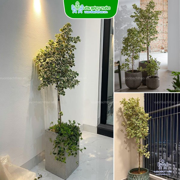 Chậu Đa Tam Phúc Để Sàn
