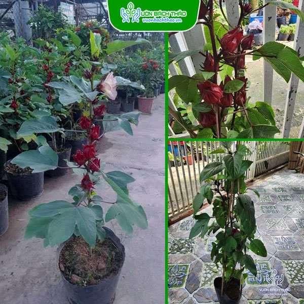 Cây Hoa Atiso Đỏ (Bụt Gấm Hibiscus)