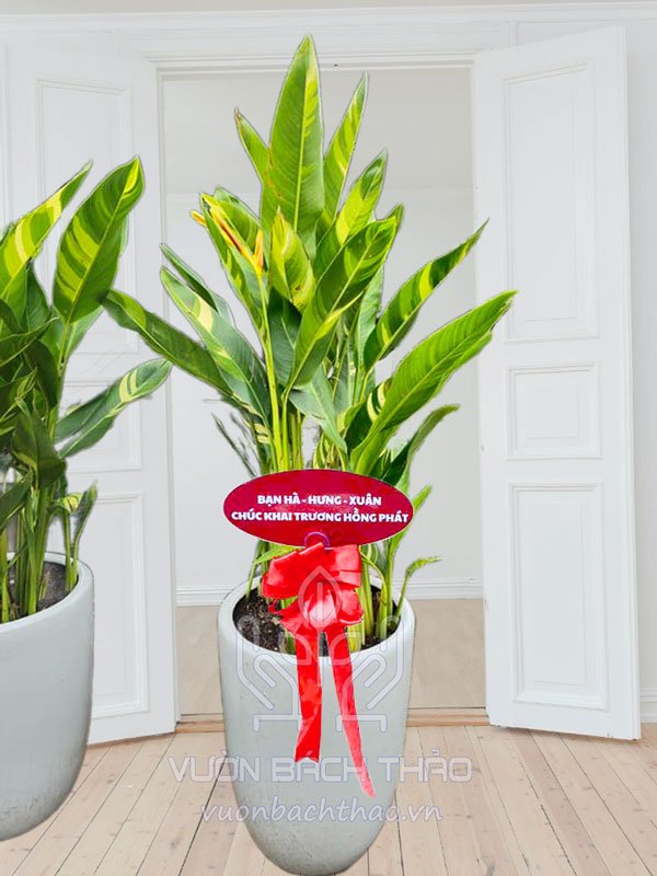 Cây Mỏ Két Tặng Khai Trương 2