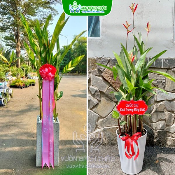 Cây Mỏ Két Tặng Khai Trương
