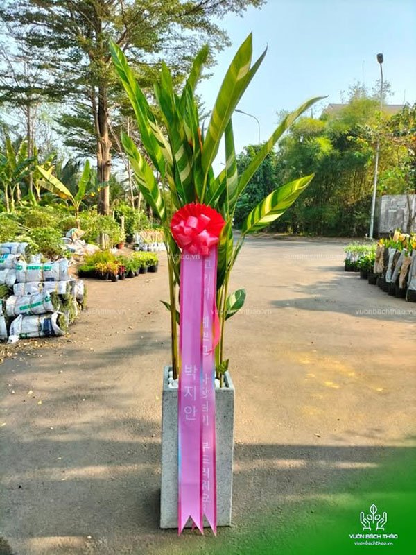 Cây Mỏ Két Tặng Khai Trương 3
