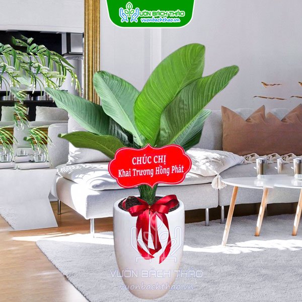 Cây Đại Phú Gia Tặng Khai Trương