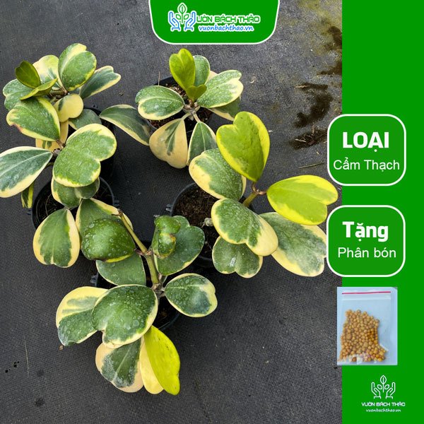 Cây Lan Cẩm Cù Lá Tim 3