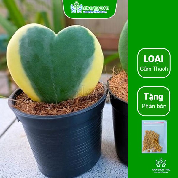 Cây Lan Cẩm Cù Lá Tim 2