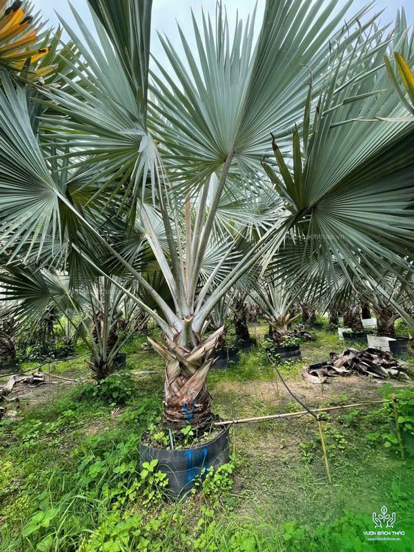 Cây Kè Bạc - Smarckia Nobilis 3