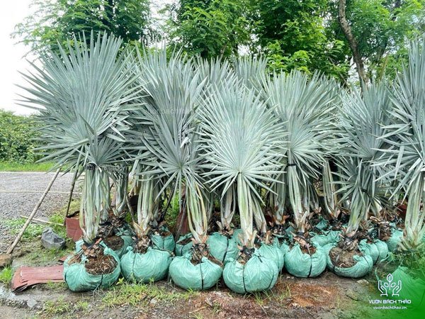 Cây Kè Bạc - Smarckia Nobilis 2