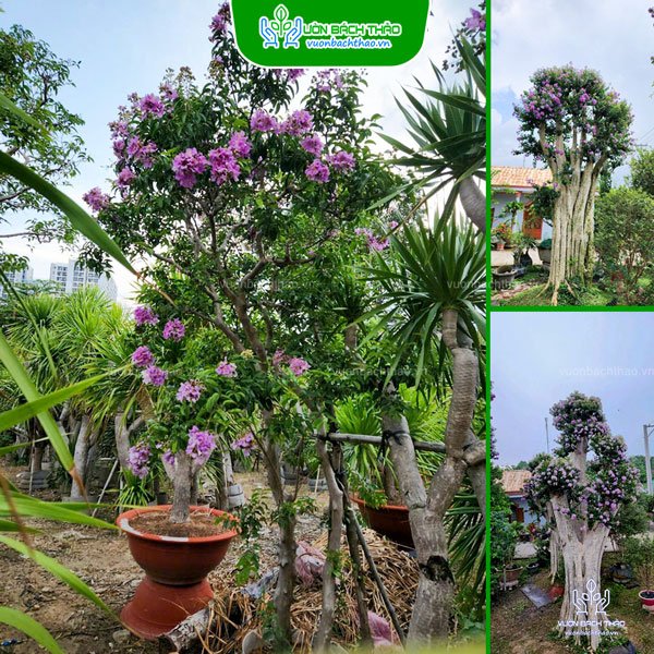 Cây Bằng Lăng Núi (Cây Săng Lẻ)