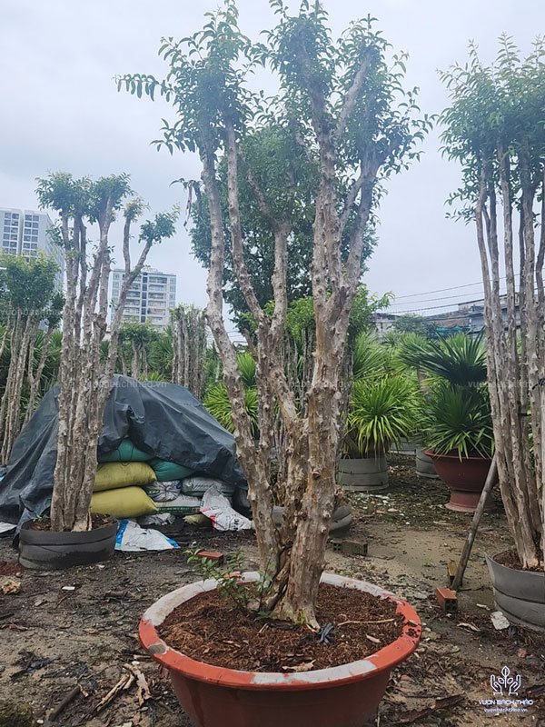 Cây Bằng Lăng Núi (Cây Săng Lẻ) 3