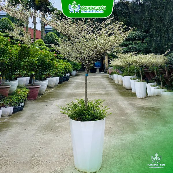 Chậu Cây Bàng Nhật Để Sàn 2