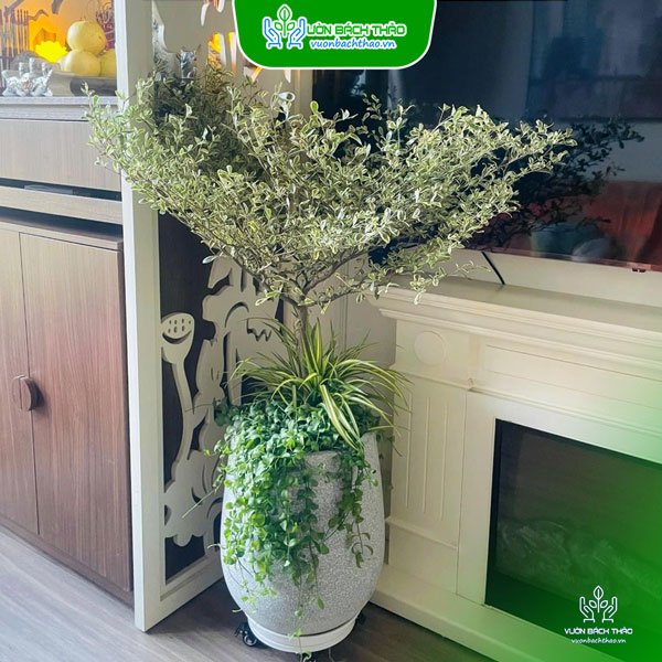 Chậu Cây Bàng Nhật Để Sàn