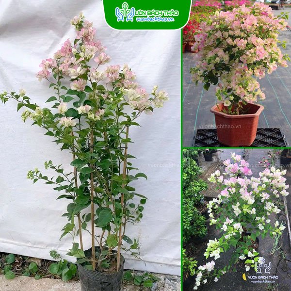 Cây Hoa Giấy Sakura Nhật Bản