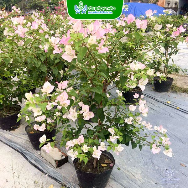 Cây Hoa Giấy Sakura Nhật Bản 2