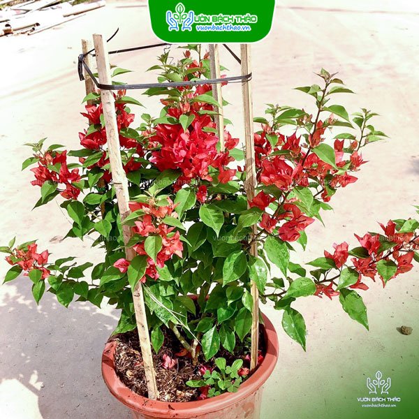 Cây Bông Giấy Mỹ 3