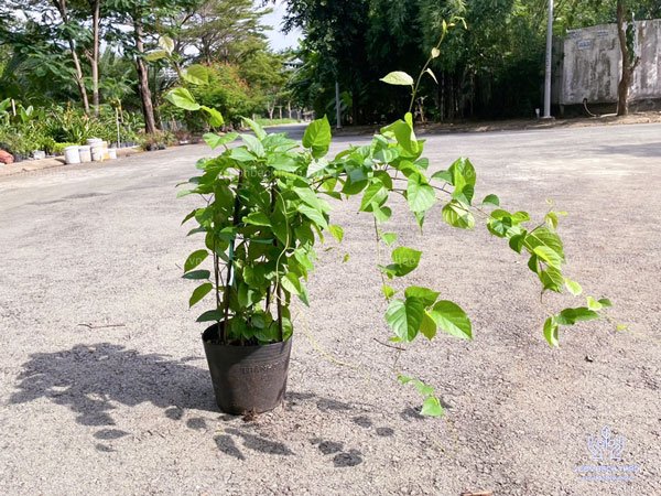 Cây Đinh Hương Nhật Bản 2