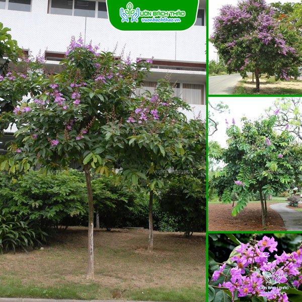 Cây Bằng Lăng Tím 2