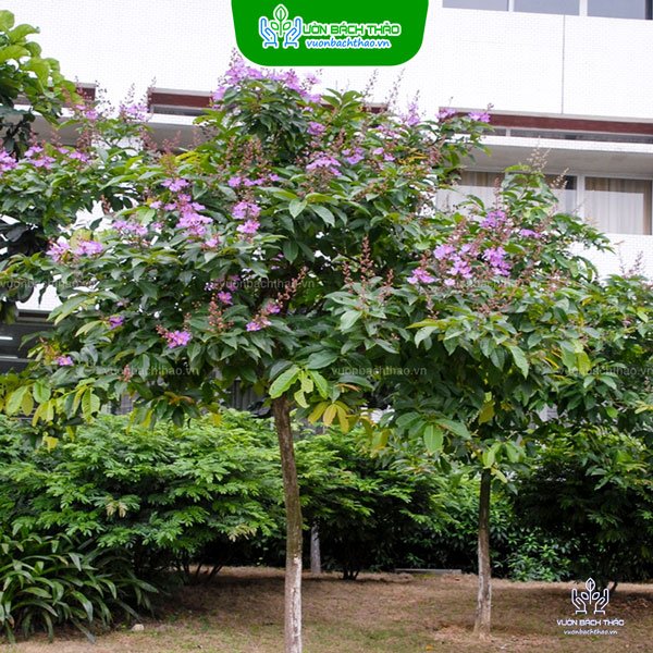 Cây Bằng Lăng Tím