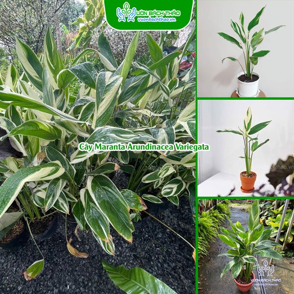 Cây Công Cẩm Thạch - Maranta Arundinacea Variegata