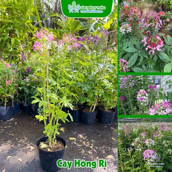 Cây Hồng Ri - Cleome Spinosa