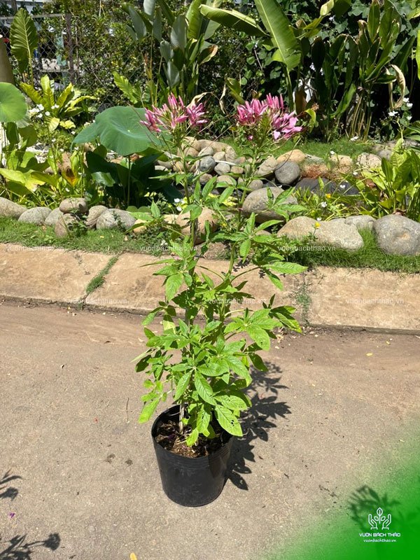 Cây Hồng Ri - Cleome Spinosa 2