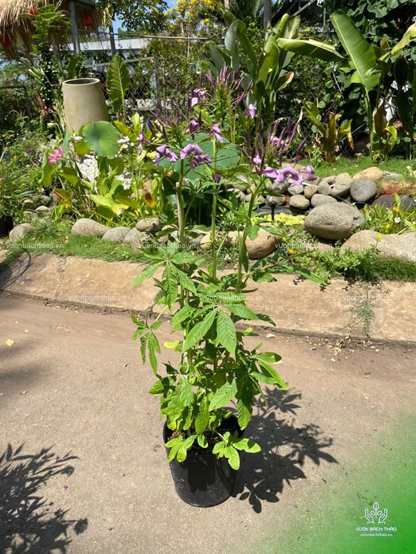 Cây Hồng Ri - Cleome Spinosa 3