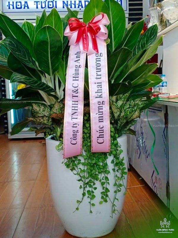 Cây Bạch Mã Tặng Khai Trương 3