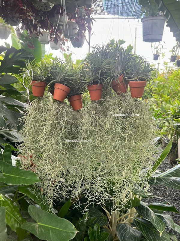 Cây Không Khí Tóc Tiên - Tillandsia Usneoides 3