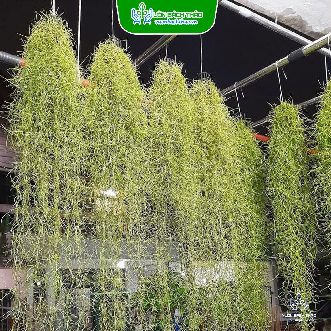 Cây Không Khí Tóc Tiên - Tillandsia Usneoides 2