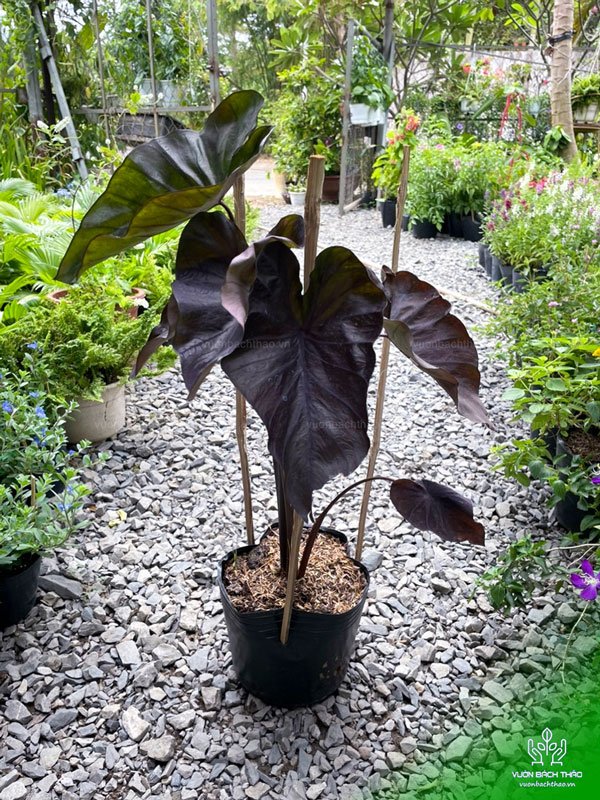 Cây Môn Đen - Colocasia Black Magic 2
