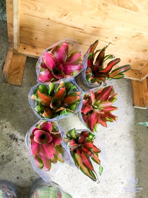 Cây Dứa Màu Nam Mỹ 2
