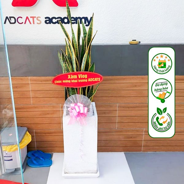 Chậu Cây Lưỡi Hổ Tặng Khai Trương, Tân Gia 3