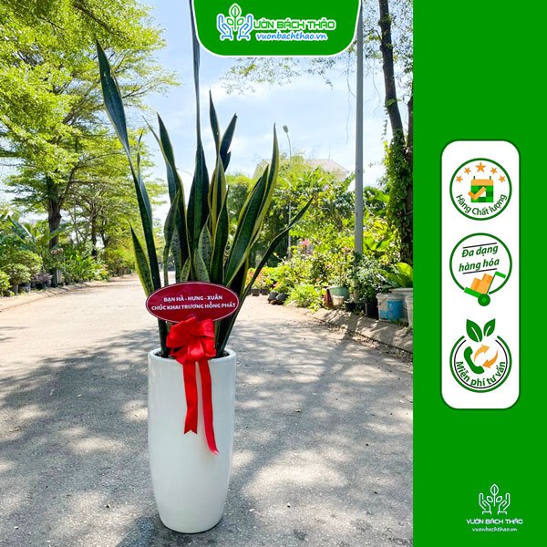 Chậu Cây Lưỡi Hổ Tặng Khai Trương, Tân Gia 2