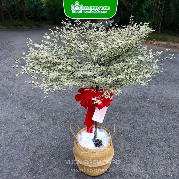 Cây Bàng Nhật Cẩm Thạch Khai Trương