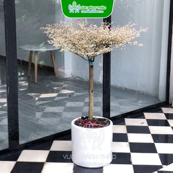 Cây Bàng Nhật Cẩm Thạch Khai Trương 2